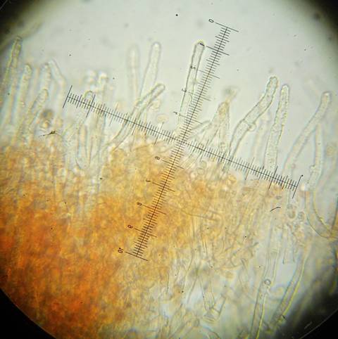 Amphinema byssoides? (Amphinema byssoides)